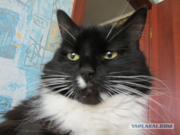 Котовторник 9.07.2013