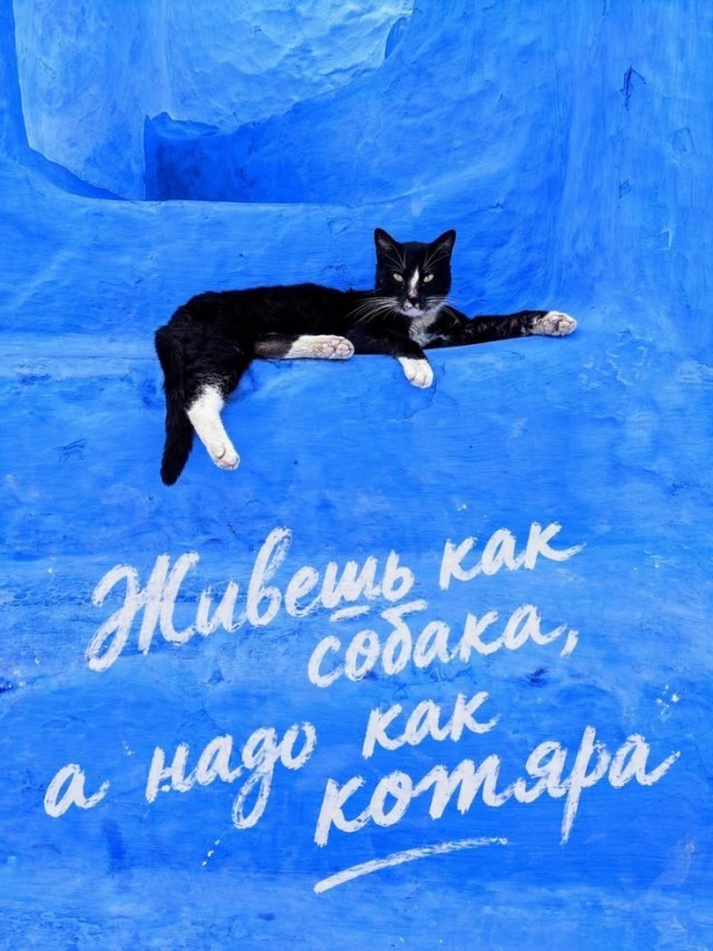 К котовторнику: подборка картинок-баянов с котиками и про котиков. Выпуск 40.