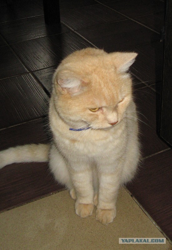 Котовторник 03.09.2013