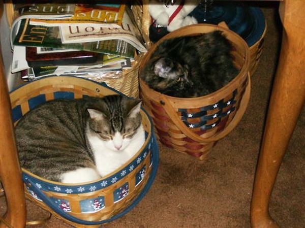 Мне два ведра кошек, пожалуйста...