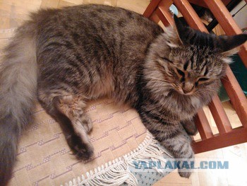 Котовторник 8.10.2013