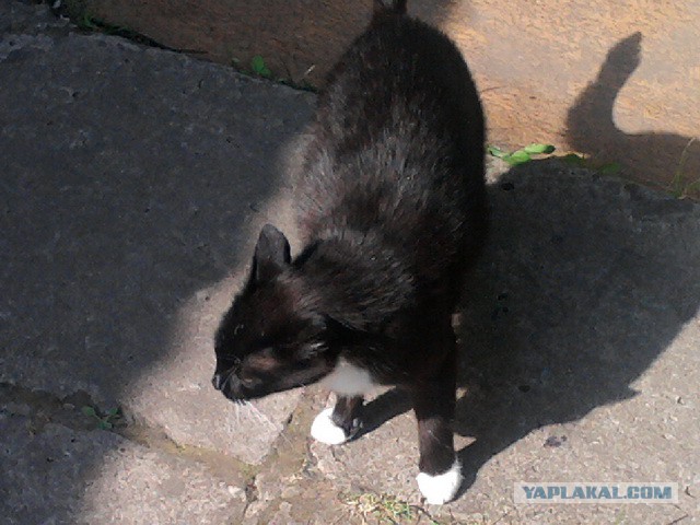 Котовторник 04.03.2014