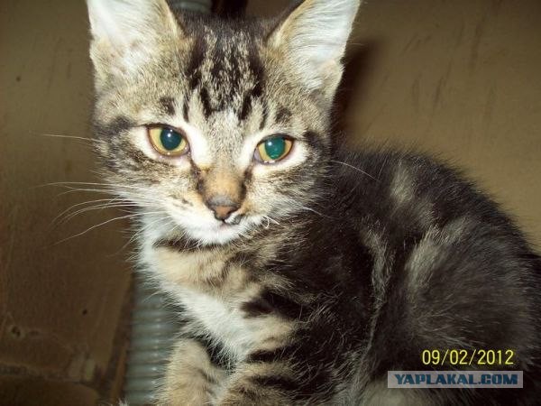 Кот - новый питомец