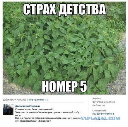 Смешные комментарии из социальных сетей