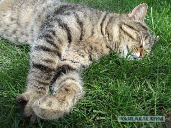 Плюсомет со шпалометом