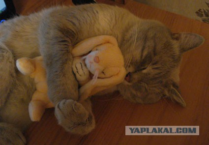 Зверята в обнимку с игрушками.