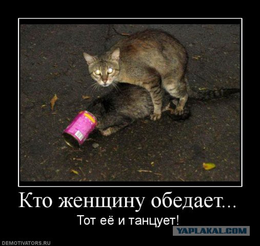 Помог кошарику