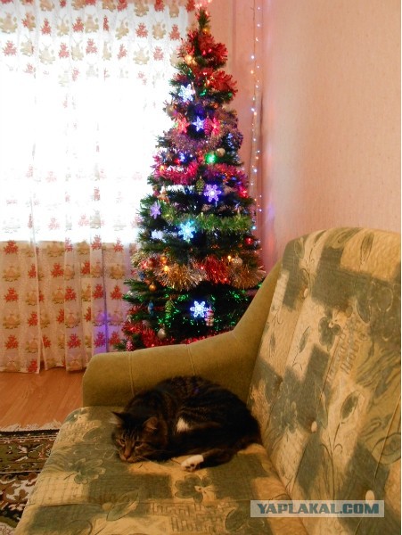 Моим котам