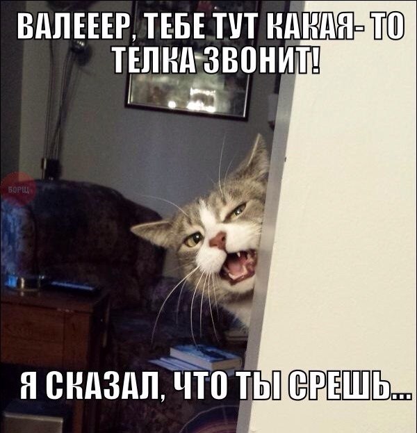 Известные котомемы.