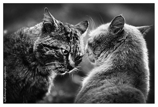 Котовторник 11.08.2015