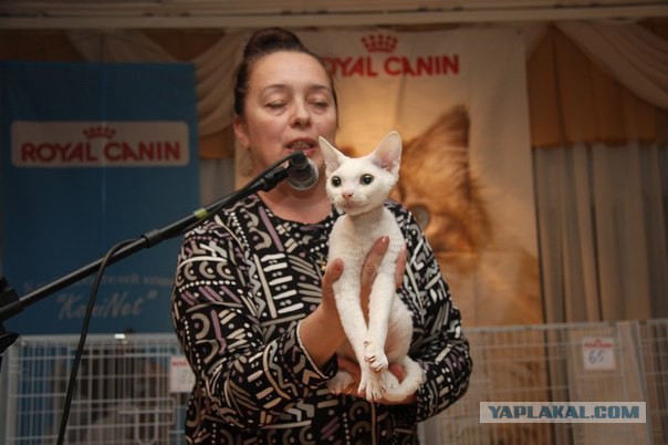 Котовторник 13.10.2015