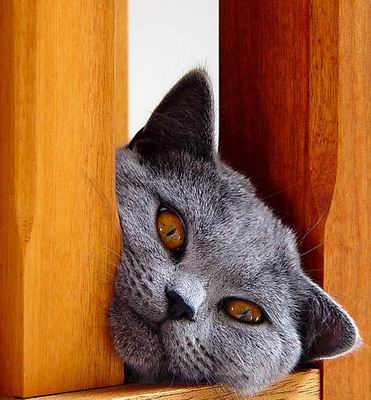 Коты, кошки, котята