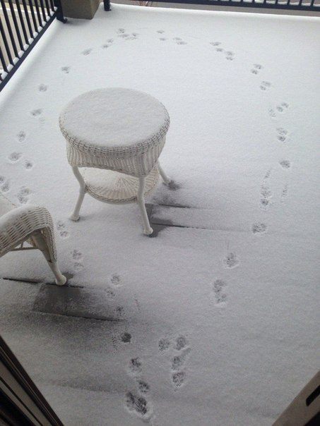 Котовторник