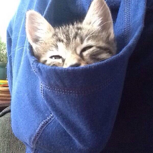 Веселые картинки