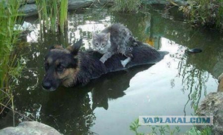 Очередная подборка картинок из сети