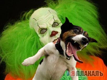 Фотожаба: собачья радость!