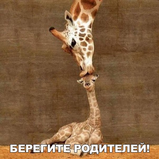 Прикольные животные