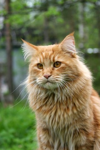 Котомет на вторник - супер подборка котов! (22.01)