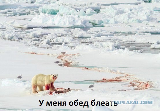 Подборка картинок