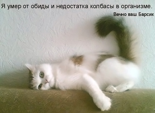 ГЛАГОЛящие коты