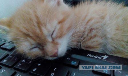 Коты из сети