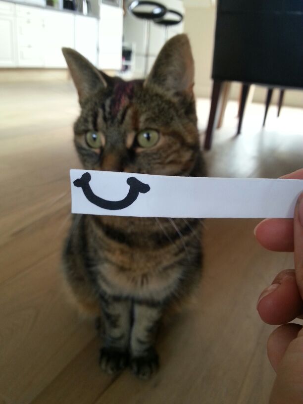 Коты и Кошки