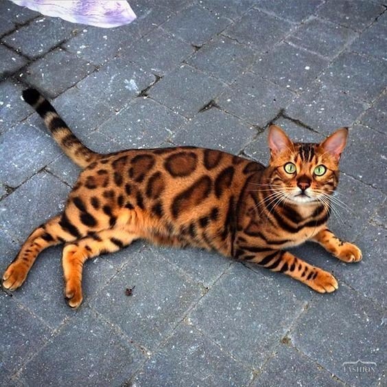 Коты и Кошки