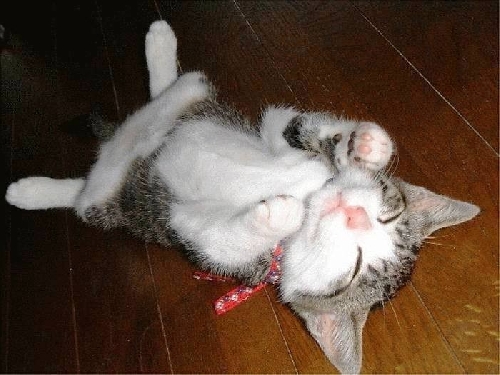 Прикольные коты на среду! ОЧЕНЬ МНОГО!