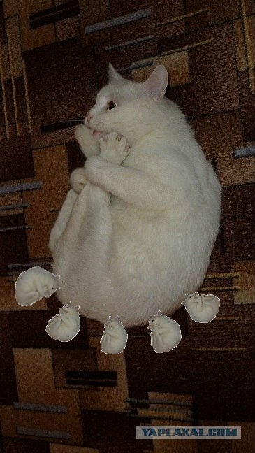 Котэ-креведко