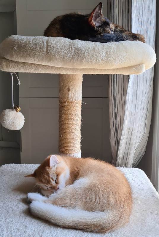 Котовторник же!