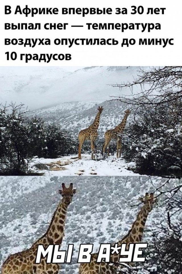 Картинки и мемы для настроения - 133