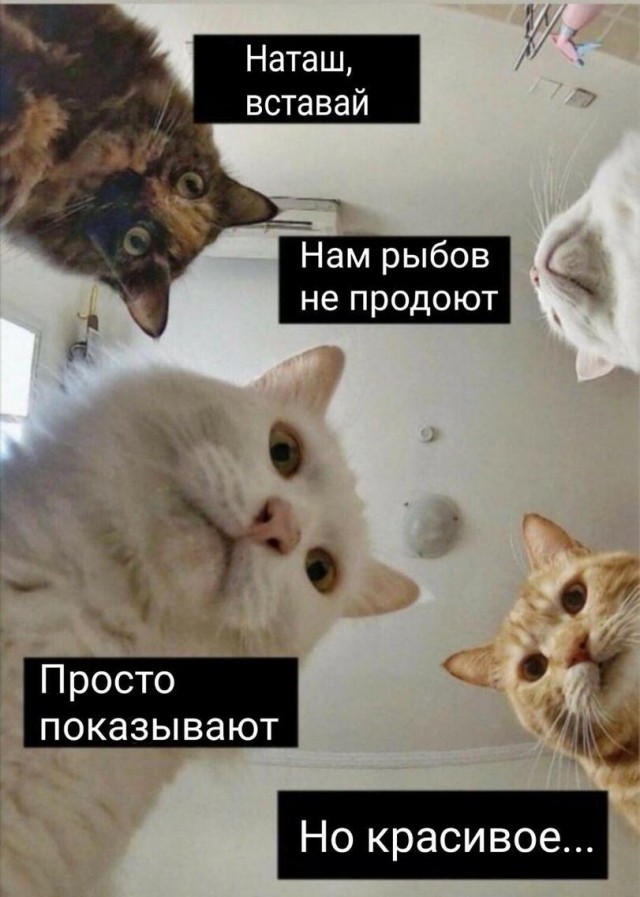 Картинки и мемы, всяко разно - 179