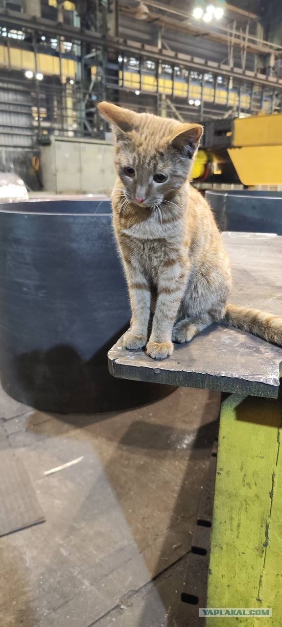 Коты, которые работают на заводах