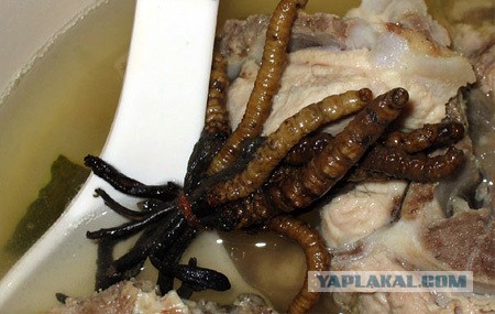 Отвратительно питательно