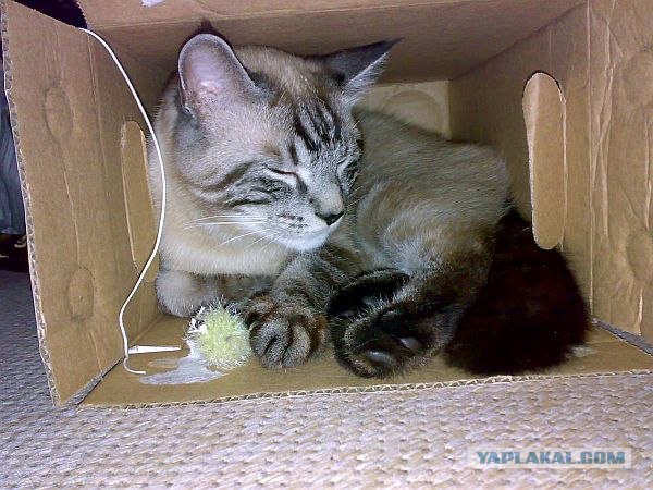Ловушка для кошек