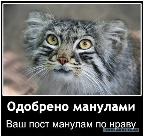 Дикие киски - Манулы