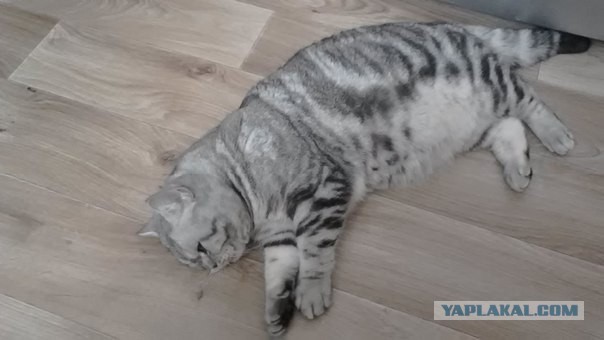 Почему домашних котов нужно кастрировать