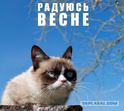 Котовторнику посвящается.