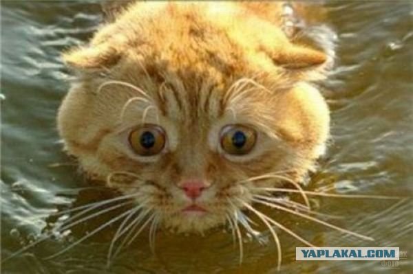 Эмоции котейки, который первый раз попал на улицу