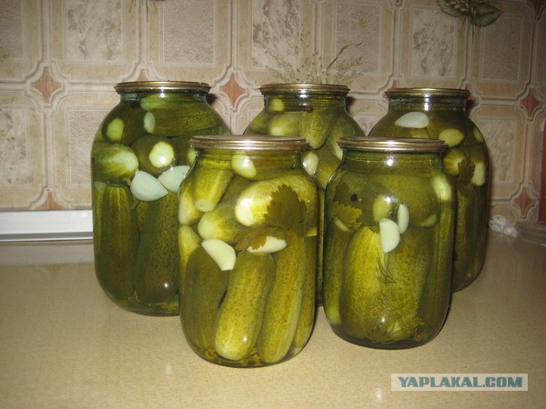 Жена и тёща похитили мой самогонный аппарат