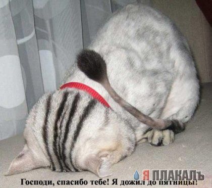 Коты, кошки, котята