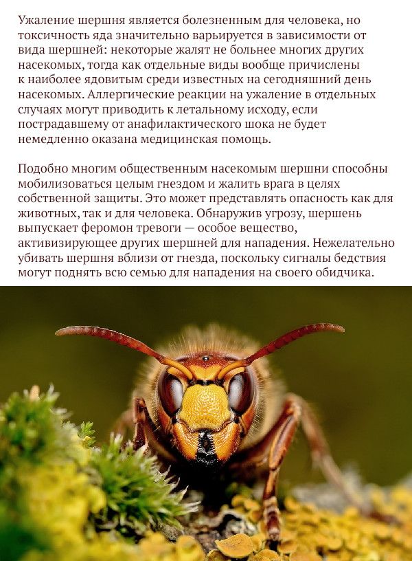 Опасные животные, обитающие на территории России