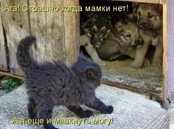 Мохнатые беспредельщики