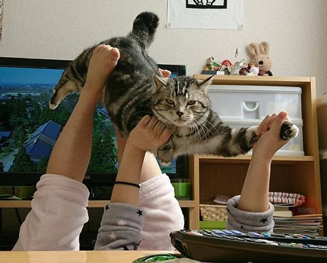 Подборка забавных животных