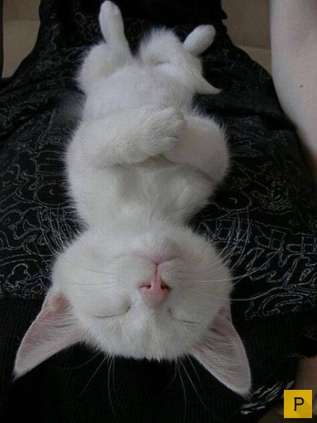 Подборка интересных и веселых картинок