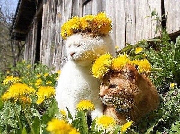 Котовторник