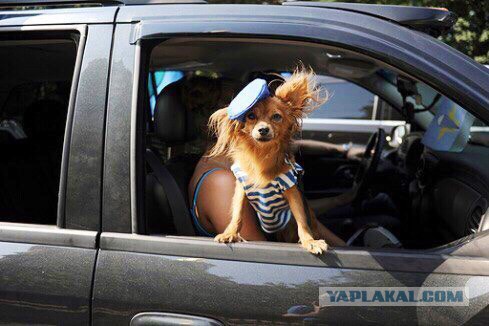 Ушастые кошки