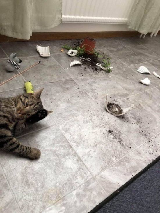 Немного милоты