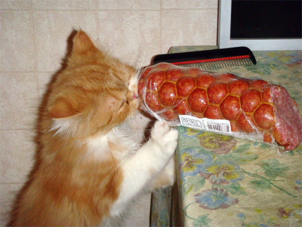 Котовторник?