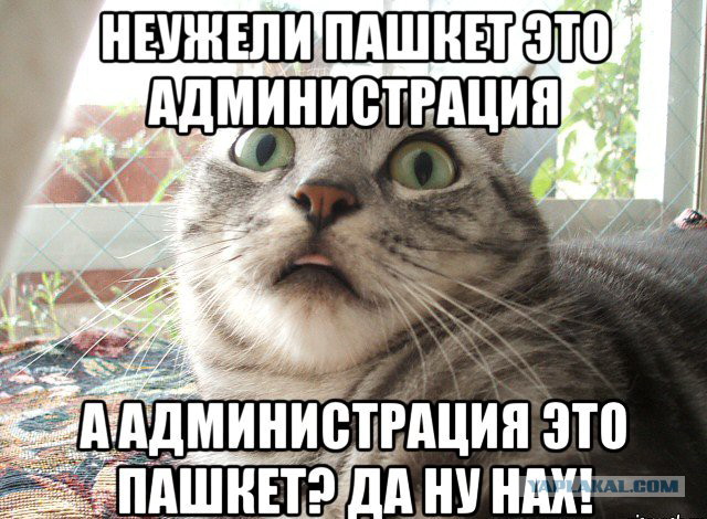 Пашкет, демотиваторы и мемы